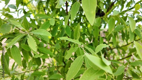 Sandalwood Plant Leaves Close Up with Natural Bokeh
