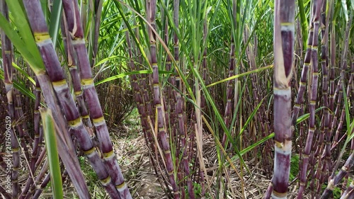 Close View of Sugarcane Plants Growing in Farm Land, horizontol movement