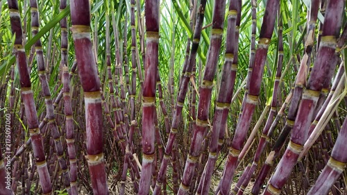 Sugar Cane Farming and Crop Cultivation in Countryside , slow motion cinematic shot