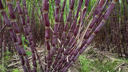 Red Healthy Sugarcane Crop Growing in Productive Farmland , crane up shot