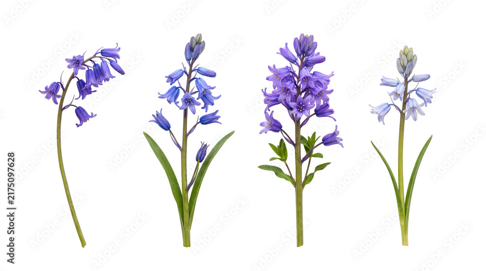 Fototapeta premium bluebell PNG set , white background as transparent