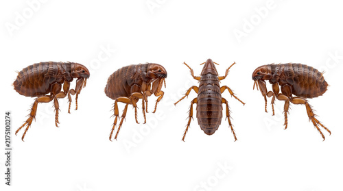 flea PNG set , white background as transparent