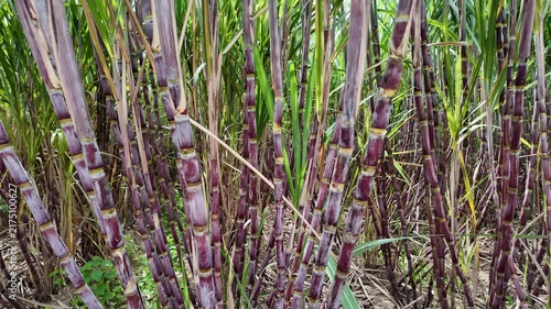 Sugar Cane Plantation with Healthy Growing Crops , tilt down