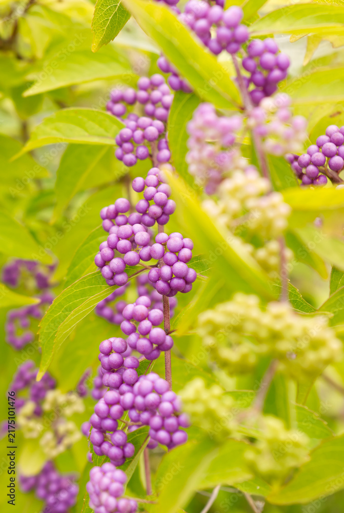 Fototapeta premium Clusters of Purple Berries Growing Among Green Leaves