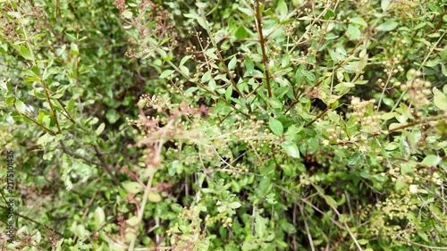Henna Plant Foliage Close Up with Natural Background