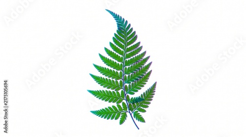 Bild auf Leinwand Vibrant chromatic aberration fern leaf isolated on white background digital art