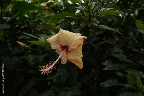 Foto Close-up macro photograph of a pale yellow peach Hibiscus flower with fresh raindrops clinging to its petals and a prominent stamen against dense green foliage