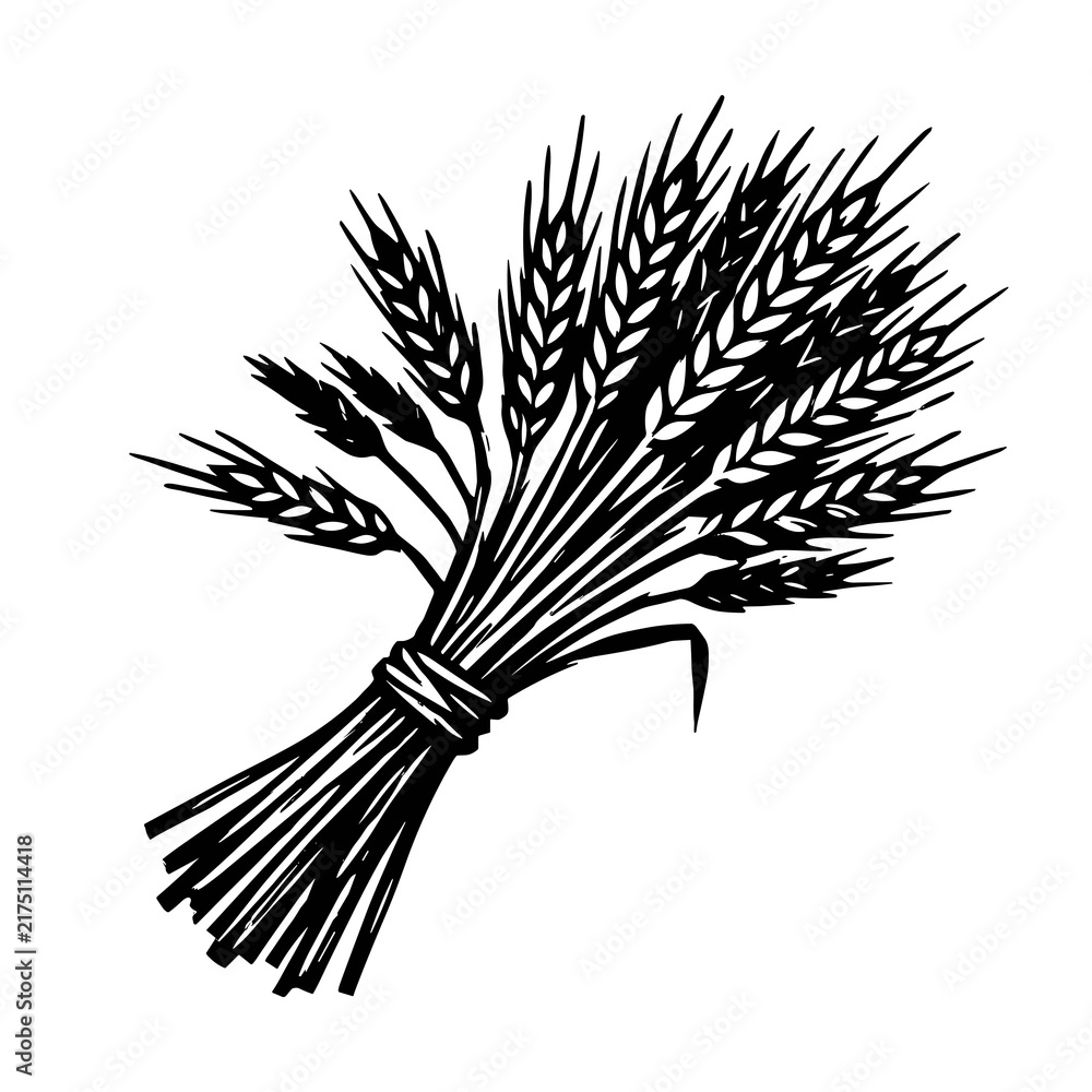 Obraz premium Monochrome hand drawn bundle of wheat ears illustration