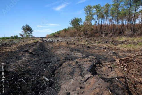 фотографія Forest Firebreak for Wildfire Prevention Near Le Temple, Gironde, France