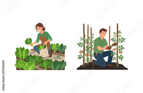 Canvastavla Illustrations of People Harvesting Fresh Organic Vegetables in a Garden Farm