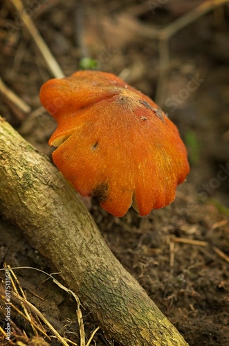 Bright orange mushroom growing on a fallen log on the forest floor with a softly blurred natural background.