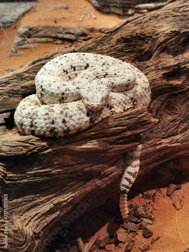 Quadro su tela Sidewinder rattlesnake coiled on dry wooden branch in terrarium