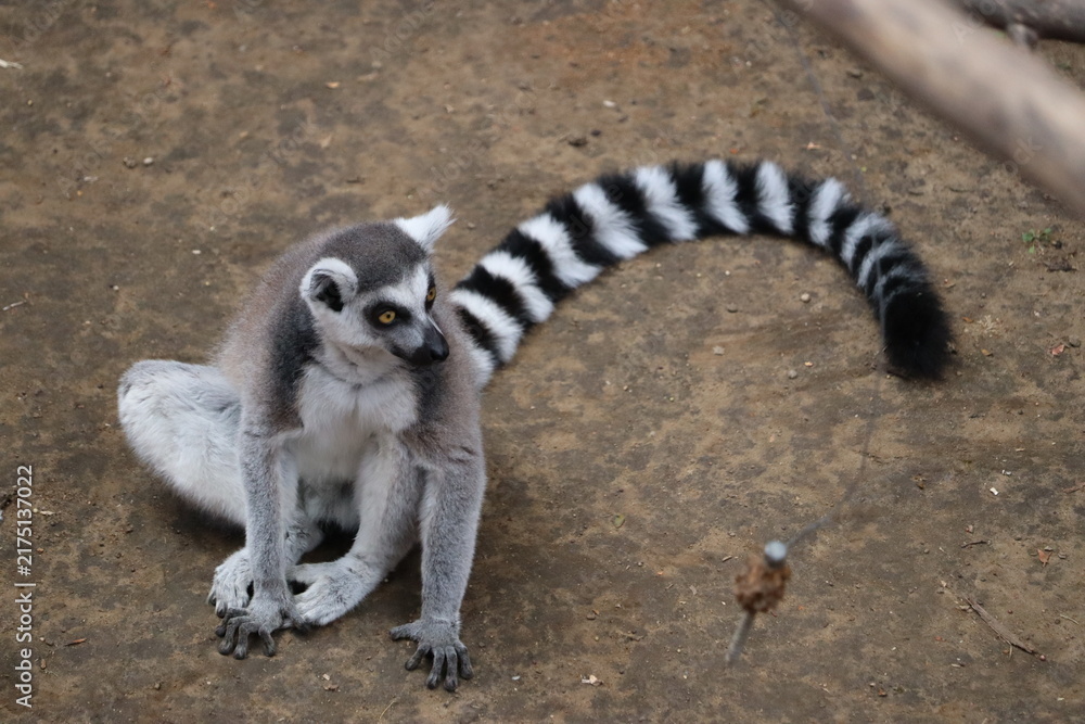 Naklejka premium Ring-Tailed Lemur Sitting on Ground with Long Striped Tail