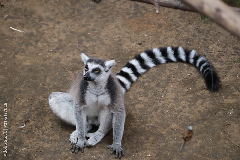 Naklejka premium Ring-Tailed Lemur Sitting on Ground Looking Upward
