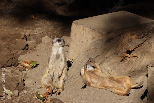 Fotografie Meerkats Standing and Sunbathing