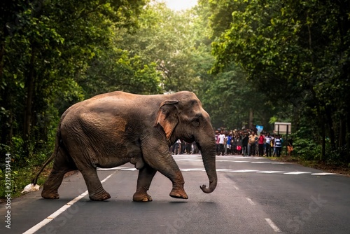 Photography The Asian elephant, also known as the Asiatic elephant, is the only living species in the genus Elephas