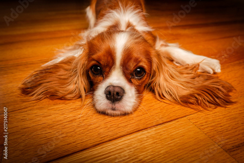 Fotografía STUDIO – A King Charles Cavalier Spaniel named Jane rests on a hardwood floor in a studio portrait, her silky auburn coat capturing the sweet temperament of the breed