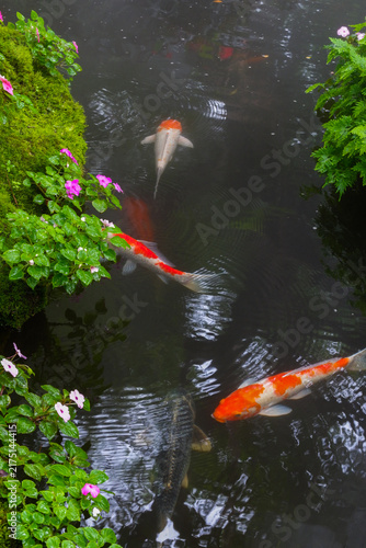 Фотография Colorful fancy carp fish (koi fish) in a garden pond in Japan,nishikigoi or orange carp