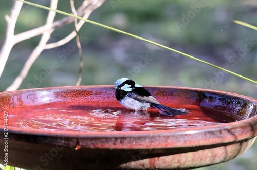 Принти на полотні Male Superb Fairy-wren (Malurus cyaneus) at bird bath, South Australia