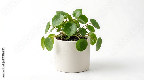 Green Pilea plant in a white ceramic pot isolated on a white background