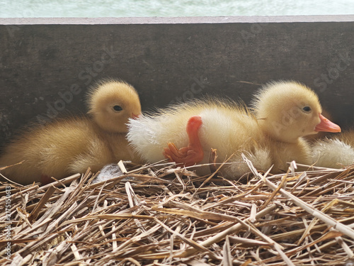 Duck rests in straw nest beside two duckling companions creating gentle farm scene with soft natural light and curious expressions