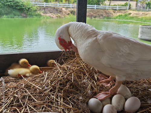 Mother duck with ducklings and eggs resting in straw nest beside calm pond, creating gentle family scene with natural care and quiet rural emotion
