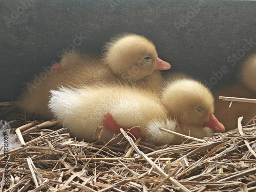 Duckling duckling duck duck duckling duck duckling resting in straw nest with soft yellow down and orange bills