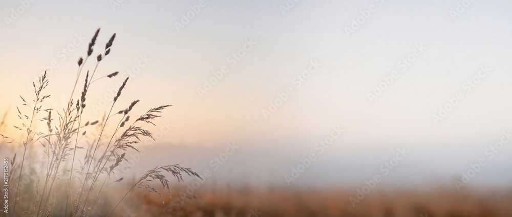 Fototapeta premium Minimalist Soft Focus Silhouette of Autumn Grasses against Misty Gradient Background for Seasonal Campaign