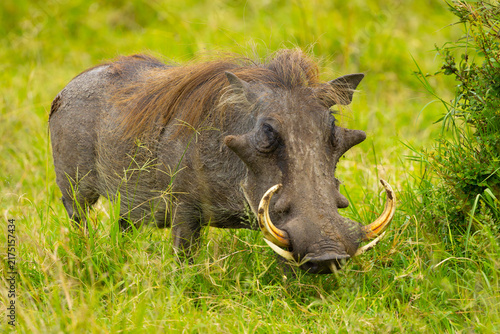 Male common warthog. Masai Mara Game Reserve, Kenya, Africa.