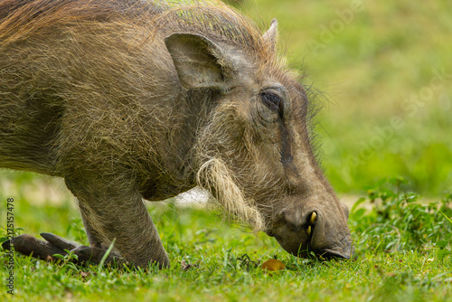 Canvas Print Common warthog. Masai Mara Game Reserve, Kenya, Africa.