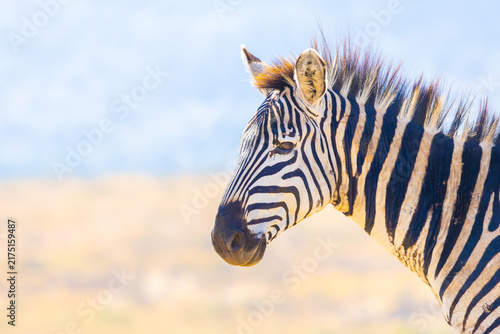 Photography Plains zebra close-up portrait