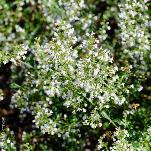 Clinopodium ou calamintha nepeta - Touffe de calament népéta composée de minuscules fleurs blanches bilabiées tachées de points mauves sur mince tige dressée aux petites feuilles velues  vert grisé 