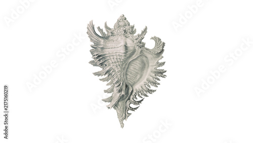 Foto Detailed antique style illustration of a spiky seashell, specimen 10, isolated o