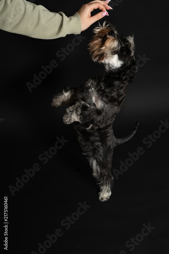 Miniature Schnauzer dog looking up at owner's hand holding a treat, black background, pet training and obedience concept, vertical studio photography with copy space
