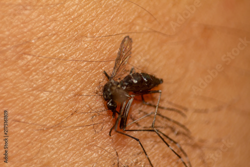 Foto Aedes aegypti Mosquito Biting Human Skin Spreading Disease and Infection