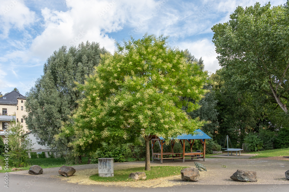 Obraz premium Sophora japonica Japanischer Schnurbaum am Gessentalradweg in Gera Thüringen Deutschland