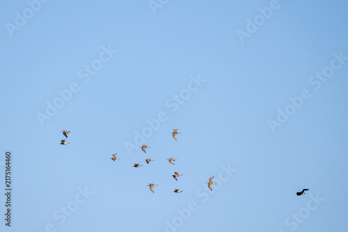 Schwarm Kampfläufer im Flug