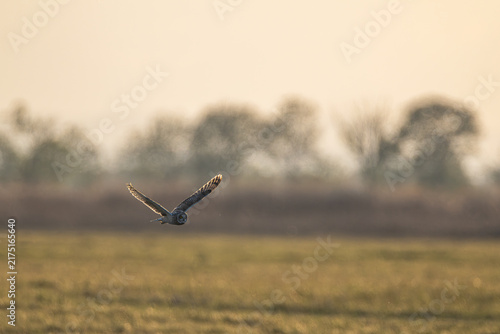 Sumpfohreule fliegt im Sonnenuntergang