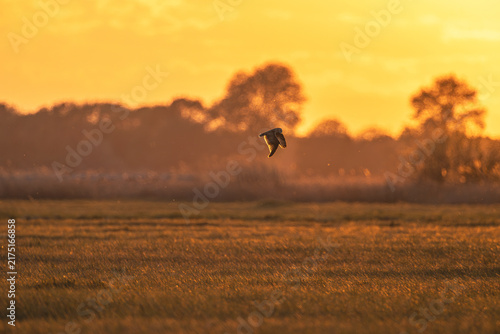 Sumpfohreule fliegt im Sonnenuntergang
