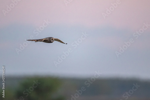 Sumpfohreule fliegt im Sonnenuntergang
