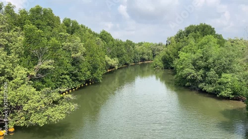 River Flow Through Mangrove Forest in Tropical Country