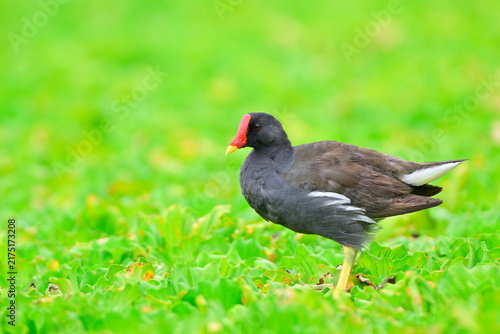 grey bird with red hood standing on green floating plant in swamp, common moorhen, waterbird in fresh environment