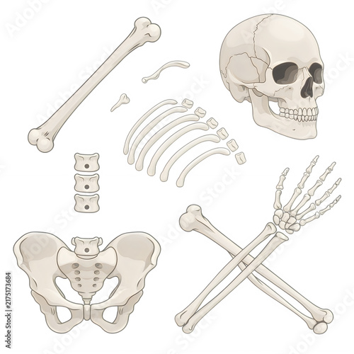 Human skeletal system parts including skull pelvis and arm bones isolated on transparent background