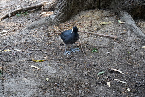 Quadro su tela Eurasian coot in Ironbark Flat Picnic Area, at Audley, Royal national Park, NSW