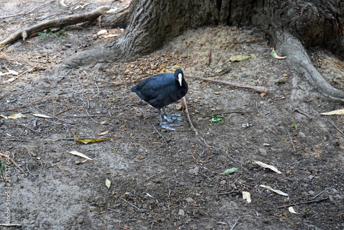 Quadro su tela Eurasian coot in Ironbark Flat Picnic Area, at Audley, Royal national Park, NSW