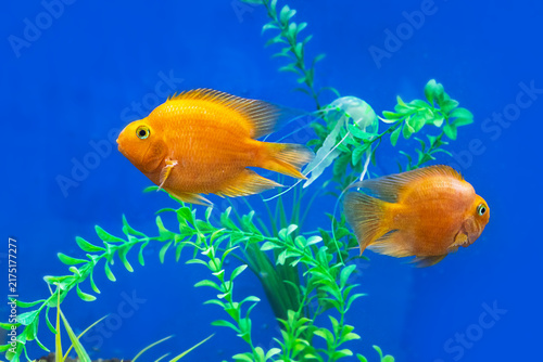 Canvastavla Two bright orange blood parrot cichlids swimming among green aquatic plants in a freshwater aquarium