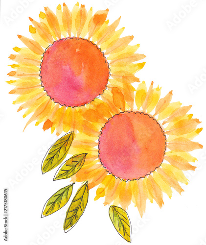 Due girasoli dipinti a mano colorati, illustrazione ad acquerello isolata