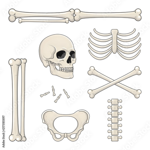Human skeleton parts including skull ribs pelvis and bones isolated on transparent background
