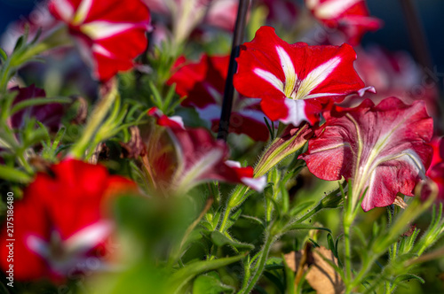 red and yellow flowers