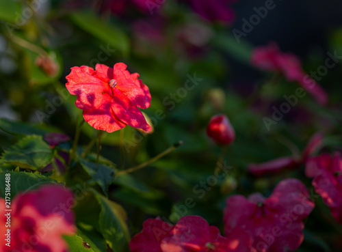 red poppy flower